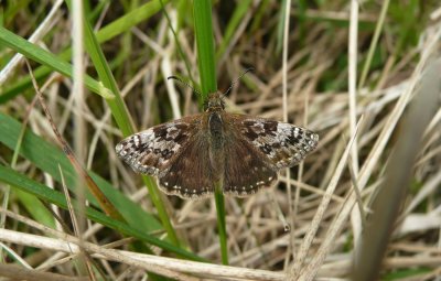 Dingy Skipper, Twywell Hills and Dales, Northamptonshire