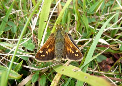 :: Silver-spotted Skipper ::