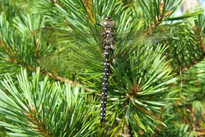 Common Hawker