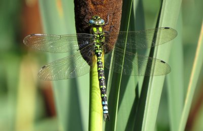 Southern Hawker