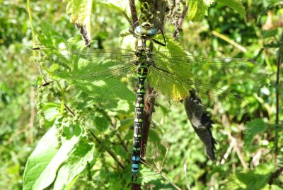 Southern Hawker