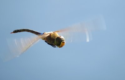 g10/49/1202049/3/168566902.xZNxVaLD.jpg