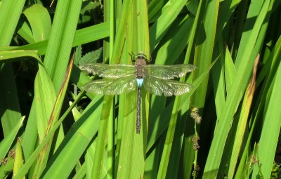 Male Lesser Emperor, Felbrigg Lake, Norfolk