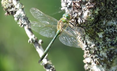 :: Brilliant Emerald ::
