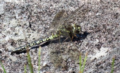 Female Azure Hawker, Bridge of Grudie, Loch Maree, Wester Ross, Scotland