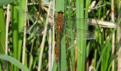 :: Norfolk (Green-eyed) Hawker ::