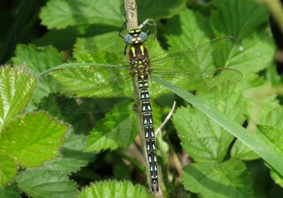 :: Hairy Hawker ::