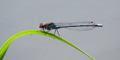 :: Large Red-eyed Damselfly ::