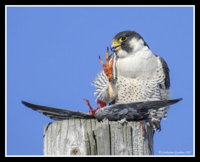 Peregrine Falcon With Late Lunch