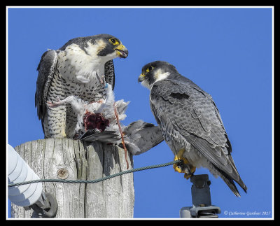 Peregrine Falcons with Late Lunch