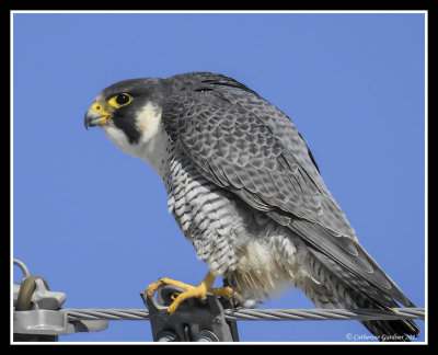Peregrine Falcon (M)