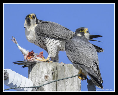Peregrine Falcons With Late Lunch (racing pigeon)