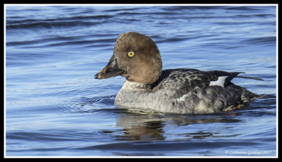 Female Goldeneye