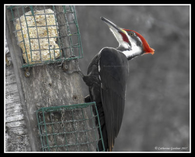 Pileated Woodpecker (M)