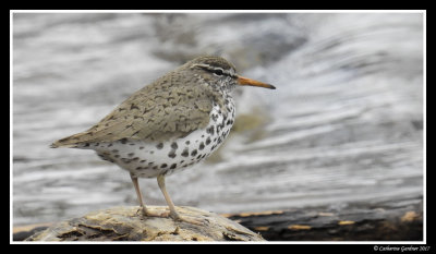 Spotted Sandpiper