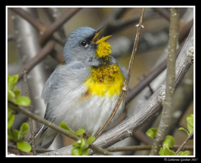 Northern Parula