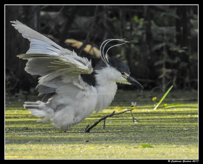 Black Crowned Night Heron