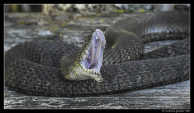 Northern Black Water Snake
