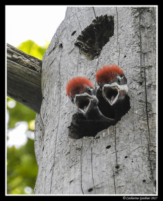 Pileated Nestlings (brothers)