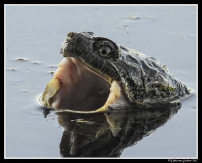 Snapping Turtle Open Wide