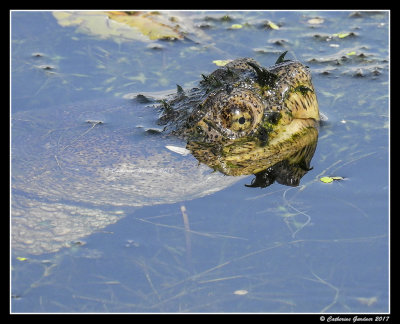 Snapping Turtle With Thorns?