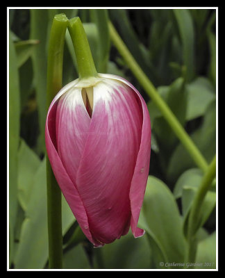 Tulip Hanging On Till The End