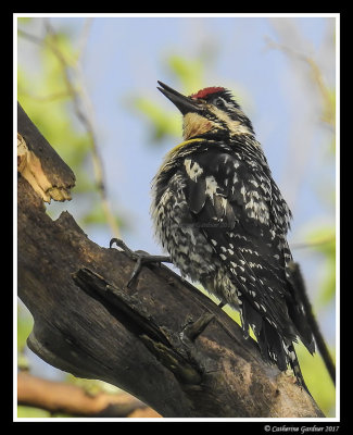 Yellow Bellied Sapsucker