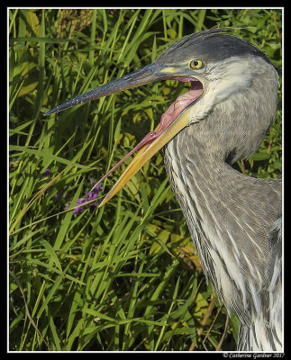 Great Blue Heron - Open Wide