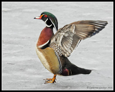 (M) Wood Duck