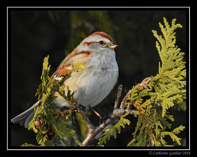 American Tree Sparrow
