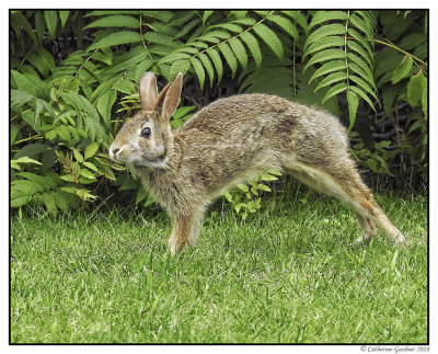 Cottontail Doing Stretches