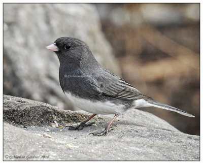 Dark Eyed Junco (M)