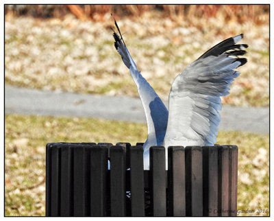 Garbage With Wings