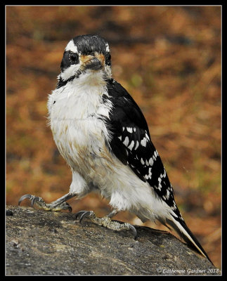 Wet hairy Woodpecker