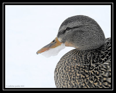 Mallard (F) With Frozen Beak