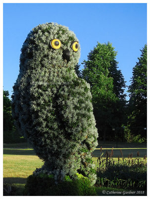 MosaiCulture Gatineau Owl