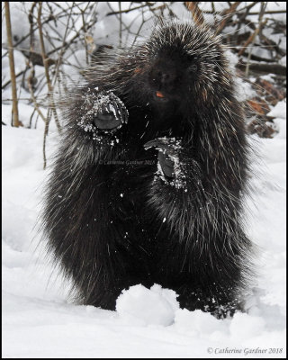 Porcupine
