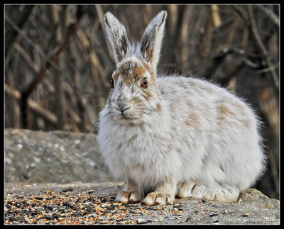 Snowshoe Hare (Weather Forcaster)