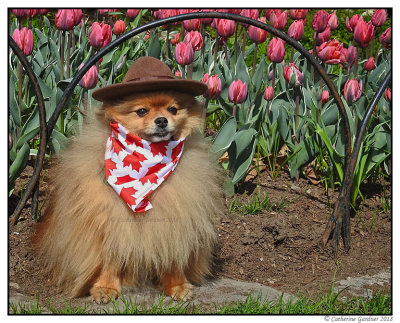 Rocky At Tulip Festival 2018