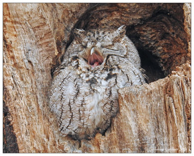Screech Owl