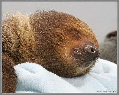 Sloth
