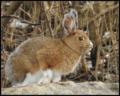 Snowshoe Hare