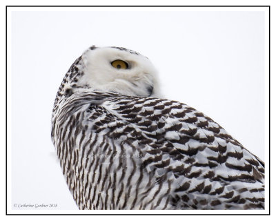 Female Snowy Owl