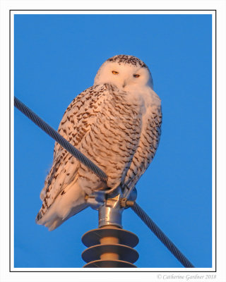 Snowy Owl (F)