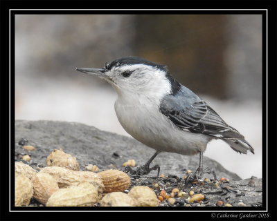 White Breasted Nuthatch