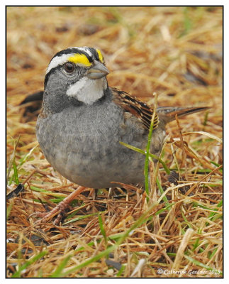 White Throated Sparrow (M)