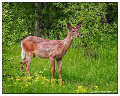 Young Deer