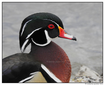 Wood Duck (M)