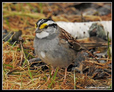 White Throated Sparrow
