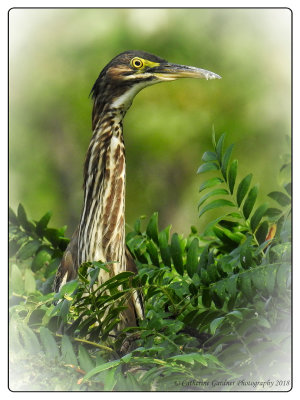 Green Heron